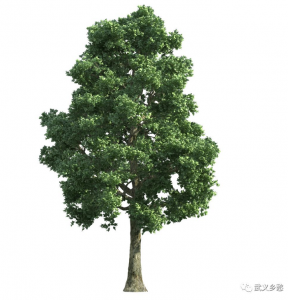 《武义乡愁》|| 叶伟文：民国时期的瘟疫